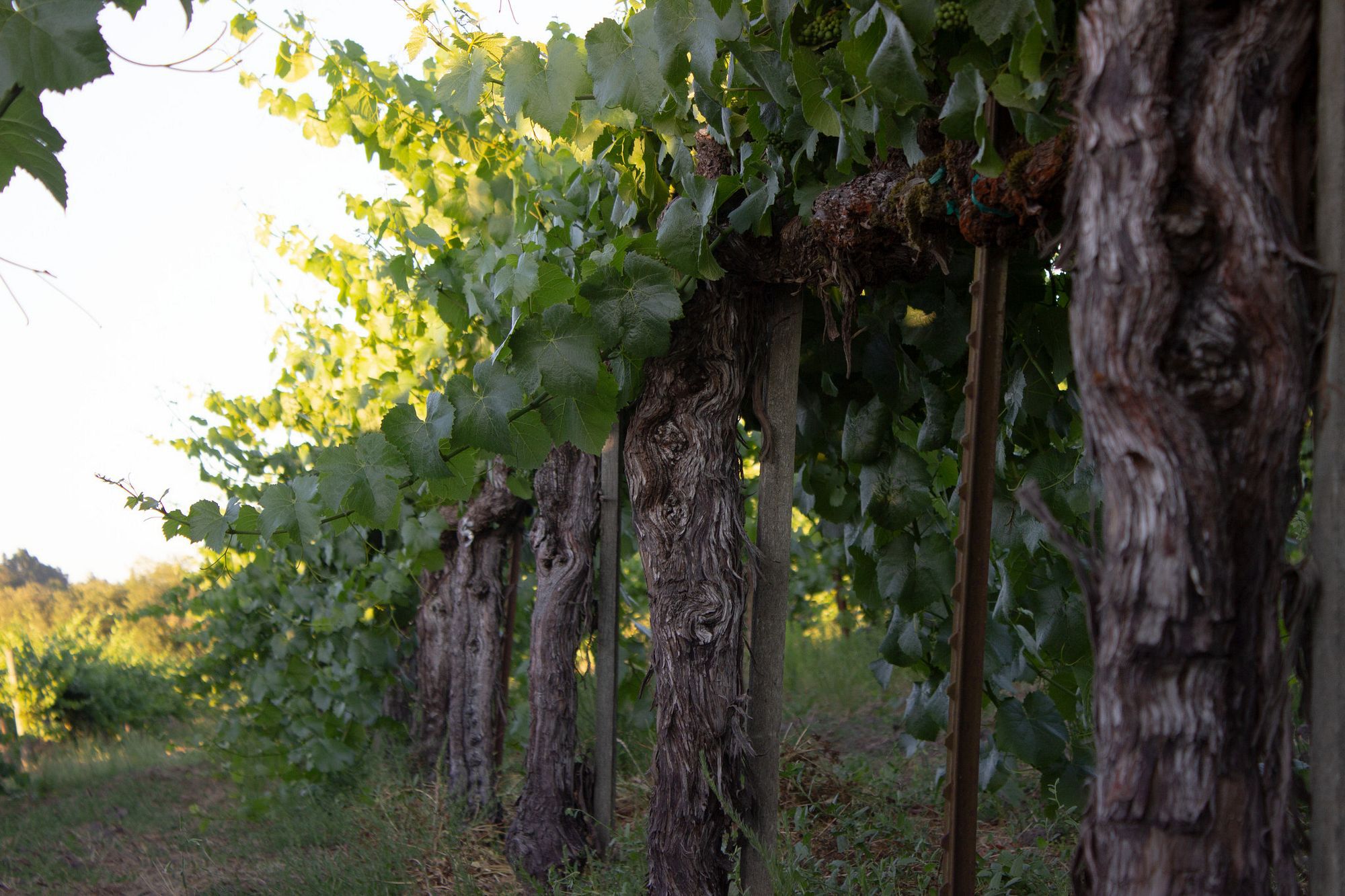 Arrendell vineyard